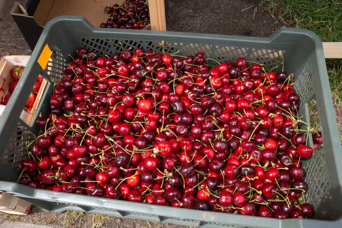 Przymrozki już dziesiątkują owoce. Jak to wpłynie na ceny czereśni i wiśni w sezonie? Przymrozki już dziesiątkują owoce. Jak to wpłynie na ceny czereśni i wiśni w sezonie?