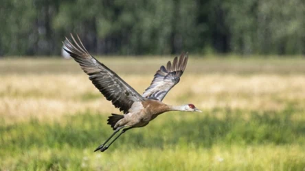 Żurawie kanadyjskie w Polsce? Przełom w obserwacjach ornitologicznych