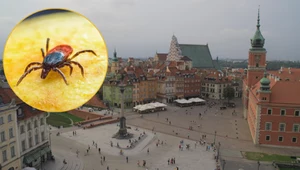 Miasto pełne kleszczy. Badacze UW sprawdzili sytuację w Warszawie 