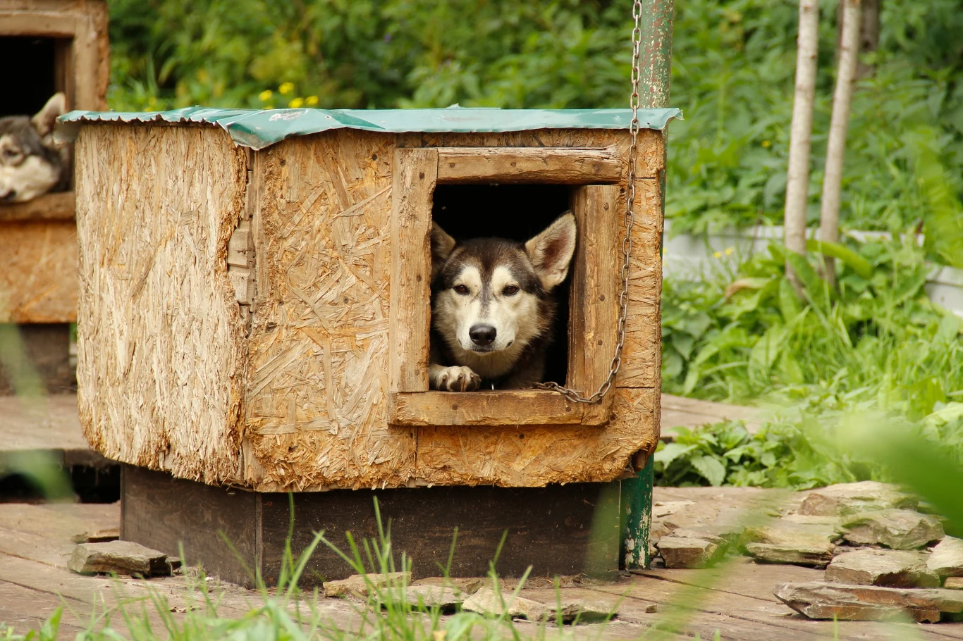 Pies rasy husky wygląda przez wejście budy, zbudowanej z drewnianych płyt. W tle widać drugą budę z innym psem, a całość otoczona jest zielonymi roślinami.