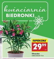 Oleander