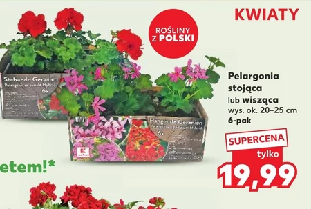 Pelargonia Ok.