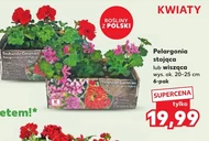 Pelargonia Ok.