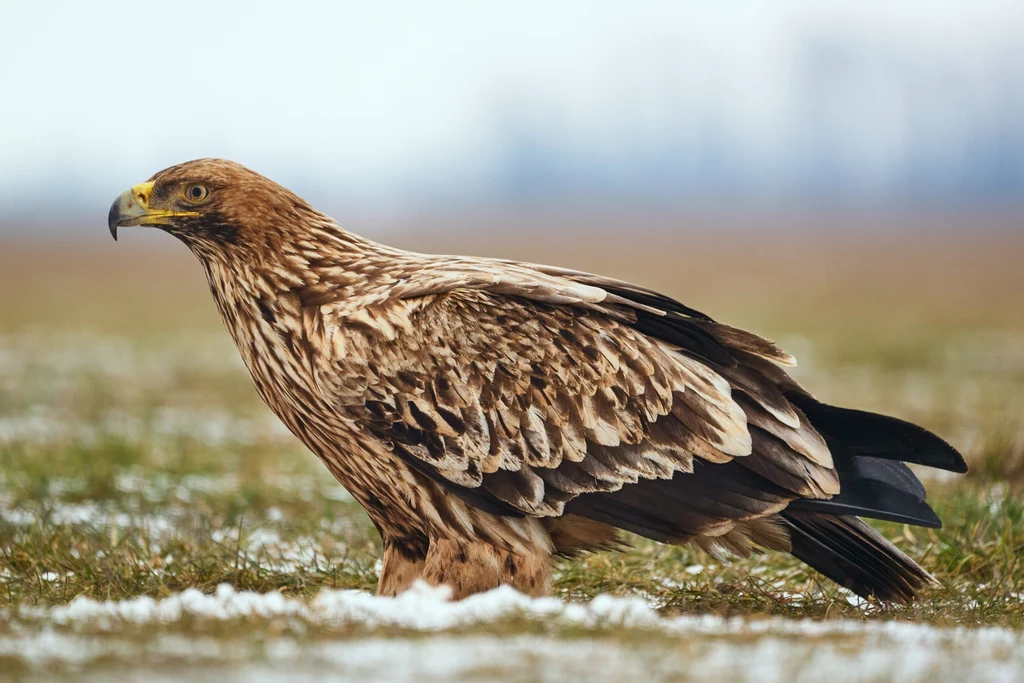 Wielki orzeł cesarski sfotografowany na Węgrzech. U nas jest rzadkim gościem orzeł bielik siedzący na ziemi, otoczony trawą i resztkami śniegu, prezentujący swoje imponujące upierzenie i silny dziób