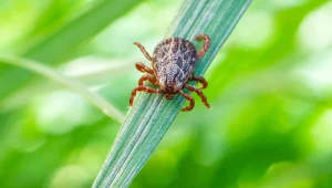 Tej rośliny nigdy nie sadź w ogrodzie. W sezonie nie opędzisz się od kleszczy
