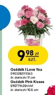 Goździk Pink
