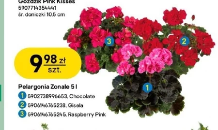 Pelargonia Pink