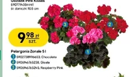 Pelargonia Pink