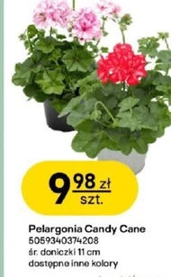 Pelargonia Candy Cane
