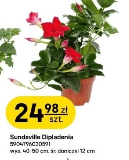 Dipladenia