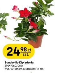 Dipladenia