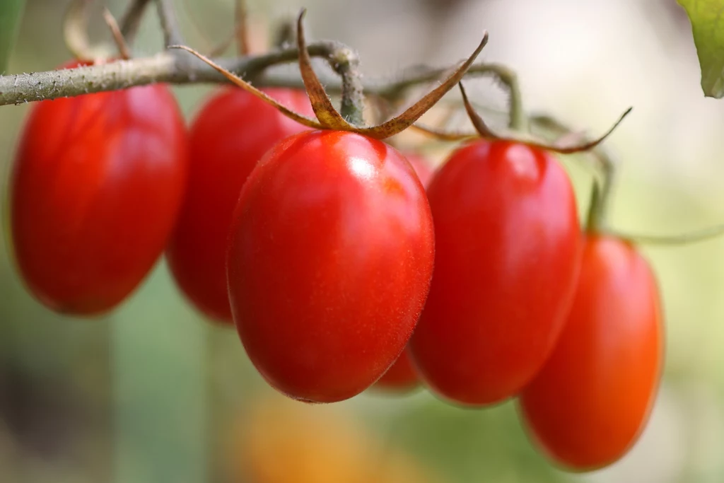 Pomidorki koktajlowe możesz uprawiać na balkonie. Pomidorki koktajlowe możesz uprawiać na balkonie.