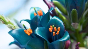 Byłeś dobry z biologii? Rozpoznaj te rośliny po jednym zdjęciu