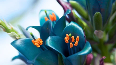 Znasz te rośliny? Rozwiąż quiz biologiczny 