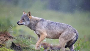 Przełomowa decyzja w sprawie wilków w Europie. Otwarto furtkę do odstrzałów