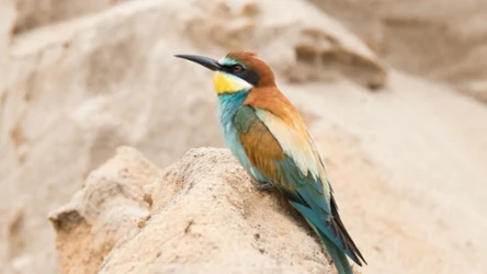 Żołna zwyczajna (łac. Merops apiaster) preferuje otwarte i nasłonecznione tereny z obecnością wysokich, piaszczystych lub lessowych skarp i urwisk