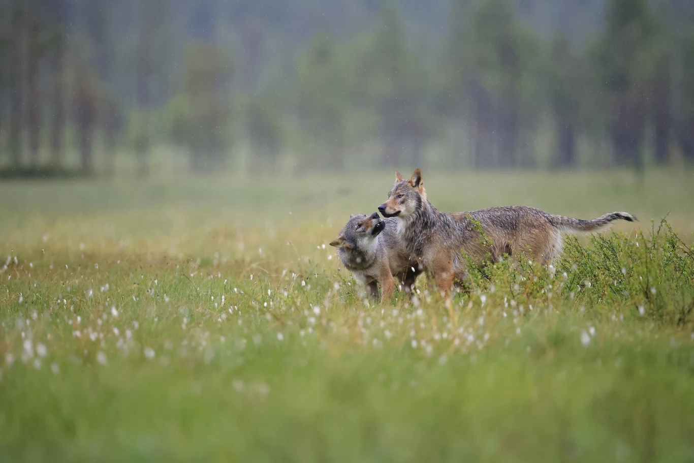  Trybunał Sprawiedliwości UE jest w trakcie rozpatrywania skargi na działania Komisji Europejskiej i Rady UE w zakresie obniżenia statusu ochronnego wilka