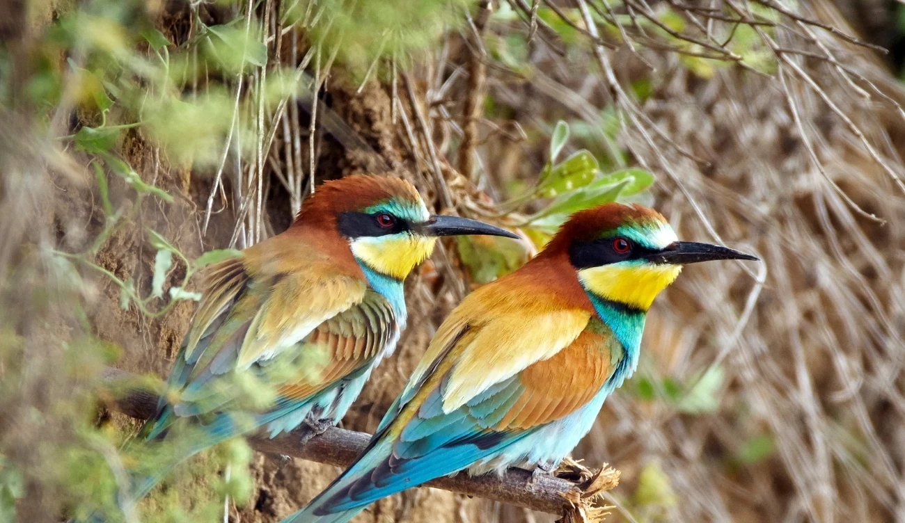 Żołna to niezwykle barwny ptak, którego nie sposób pomylić z żadnym innym gatunkiem w Polsce / CanvaPro