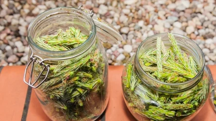 Jak zrobić syrop z pędów sosny? Przepis jest bardzo prosty.