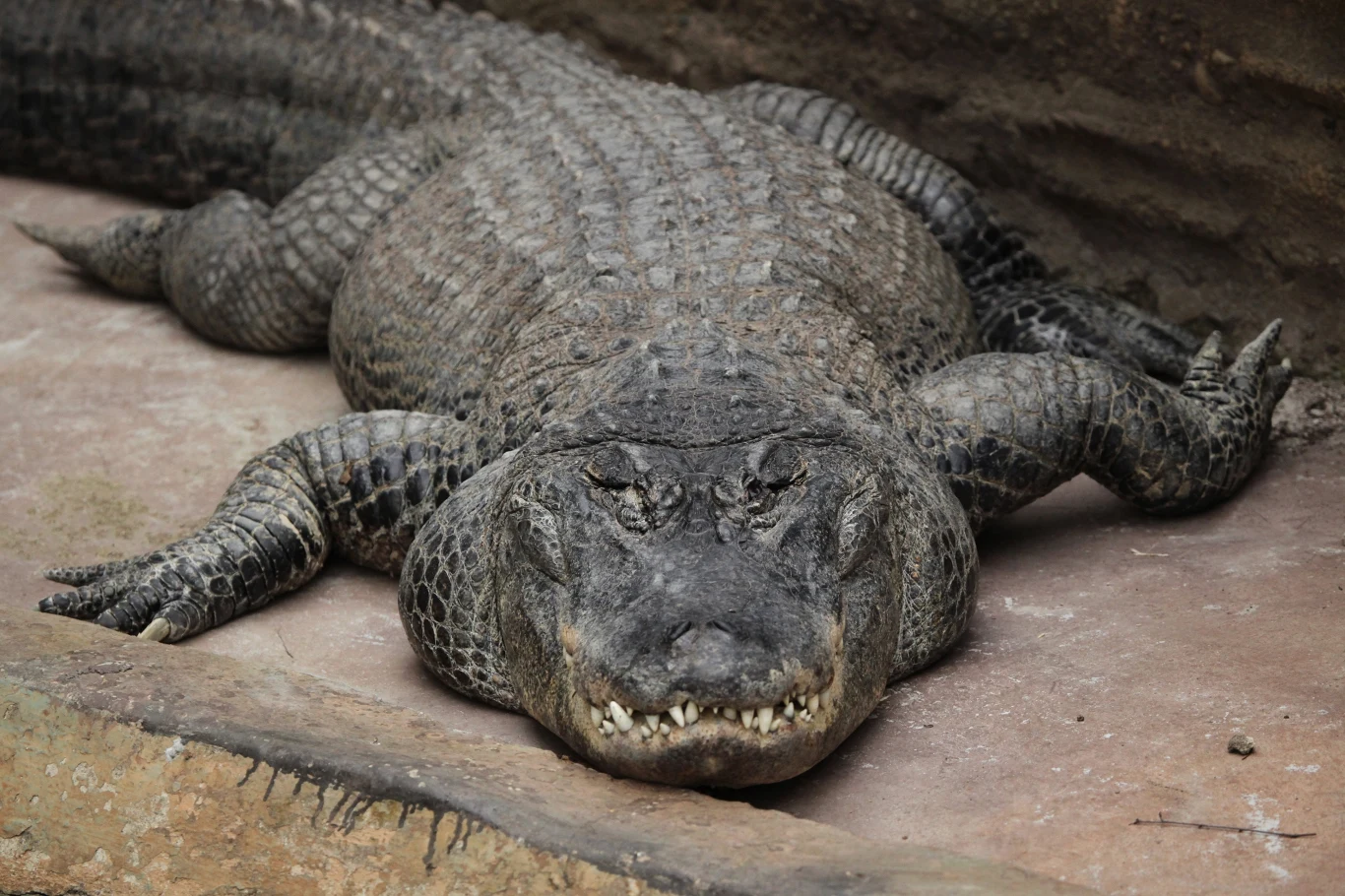 Aligator missisipski może osiągać do niemal 6 metrów długości Duży krokodyl leży na betonowej powierzchni, prezentując swoją masywną sylwetkę i groźny wyraz pyska. Widoczne są jego grube łuski i ostra linia zębów.
