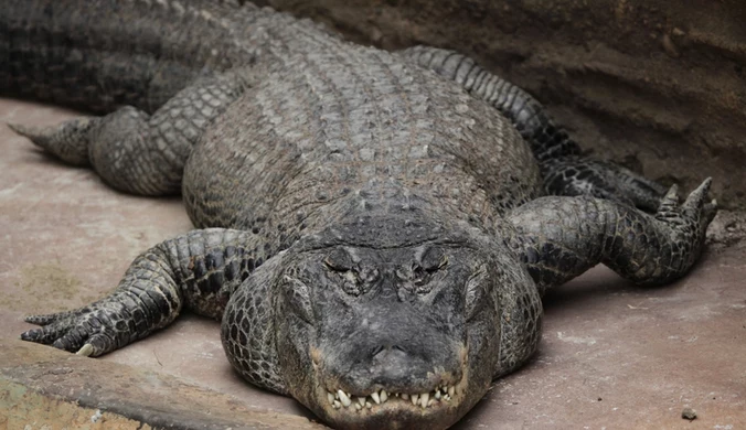 Aligator missisipski może osiągać do niemal 6 metrów długości