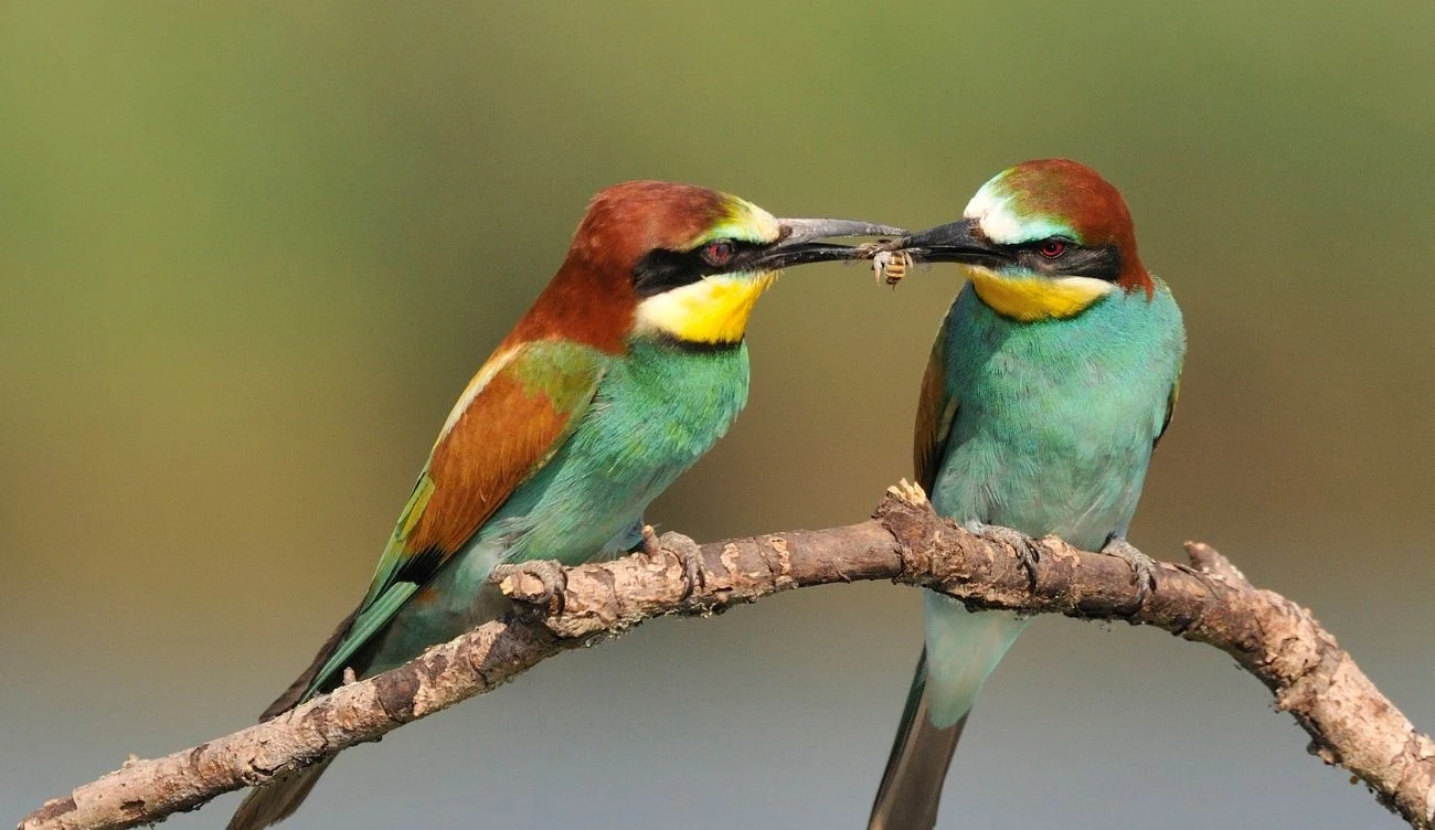 Z uwagi na preferencje pokarmowe, żołna (łac. Merops apiaster) była niegdyś nazywana pszczołojadem / CanvaPro