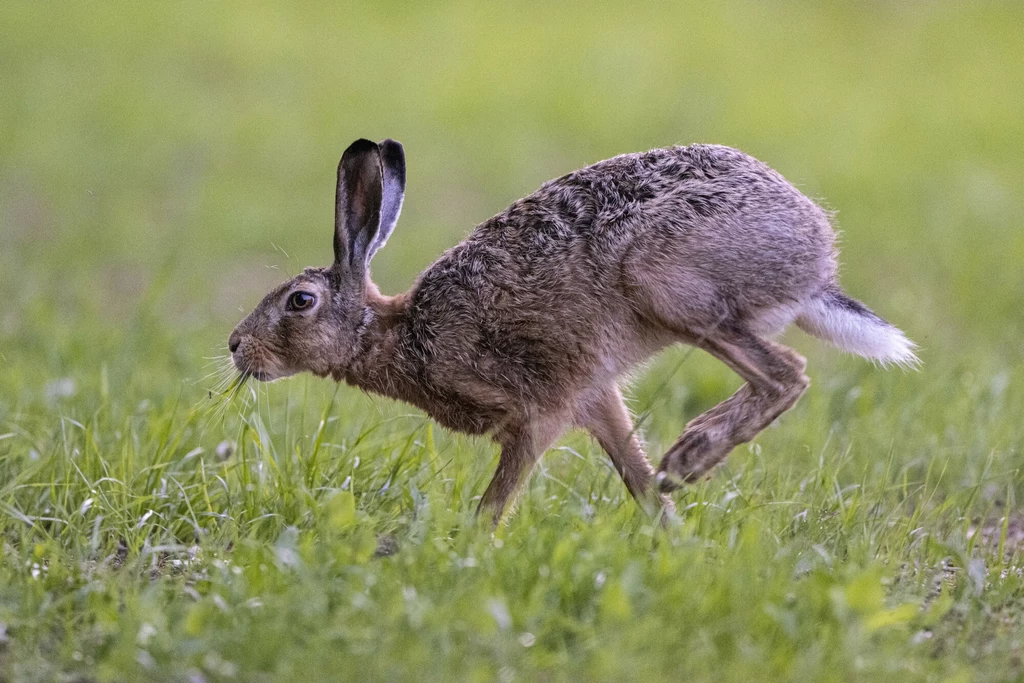Lepus europaeus, czyli zając szarak Lepus europaeus, czyli zając szarak