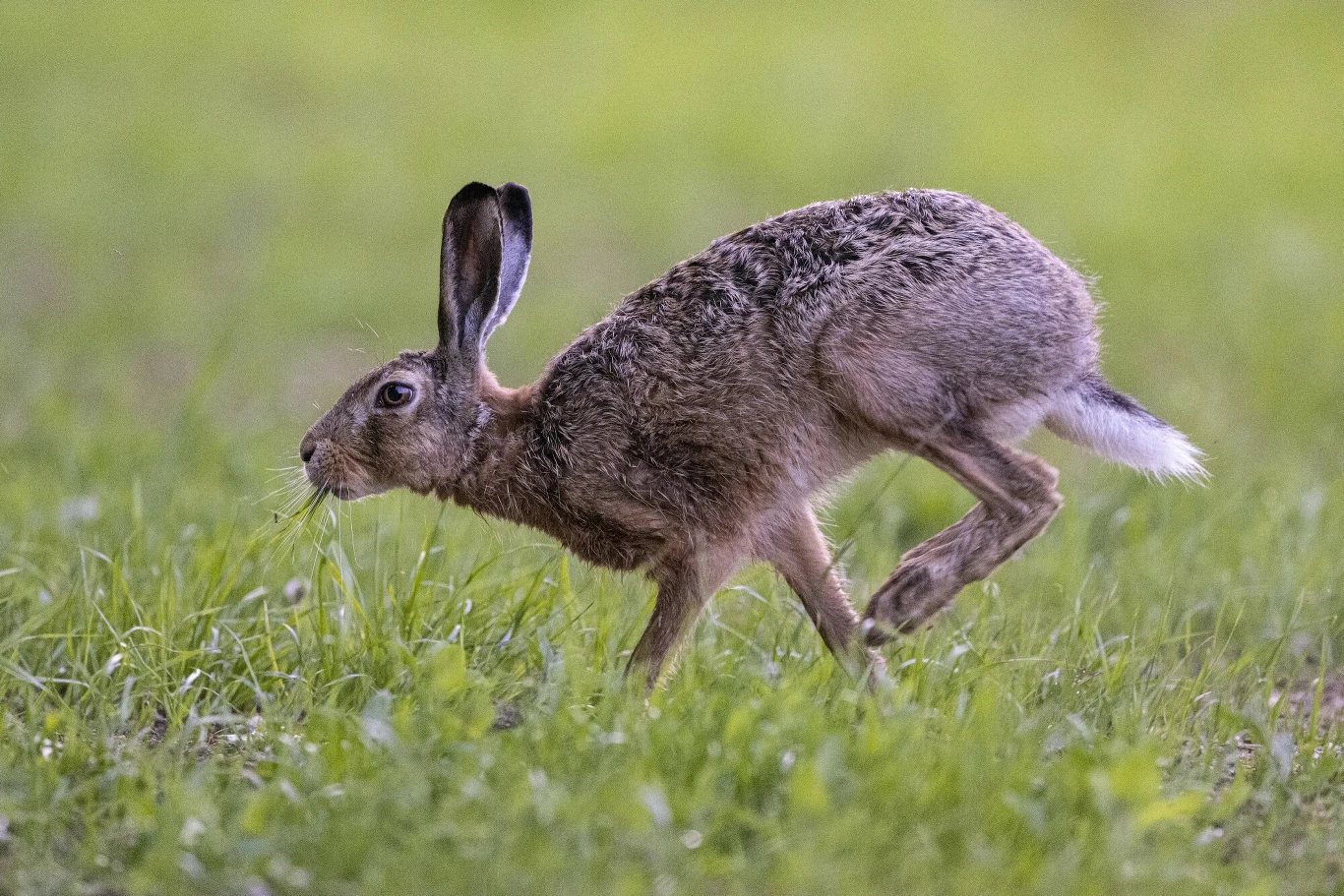 Lepus europaeus, czyli zając szarak Lepus europaeus, czyli zając szarak
