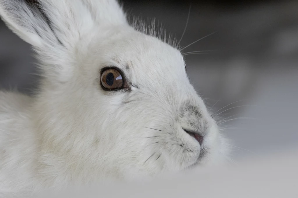Lepus timidus, zając bielak Biały zając z bliska, uchwycony z profilu, z wyraźnym skupieniem na oku i delikatnych szczegółach futra, na szarym tle.