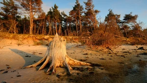 3000-letni las nad Bałtykiem. Polska plaża skrywa niezwykłą tajemnicę