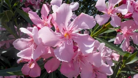Nerium oleander