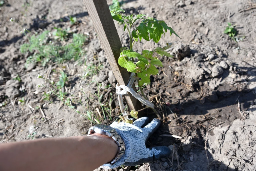 Pamiętajmy, aby młode rośliny podwiązać do palików lub konstrukcji wspierającej Sadzenie młodej rośliny, ręka w rękawicy trzymająca łodygę i nasadzona na drewniany podpór. Podłoże jest ziemiste z kilkoma roślinami w tle.