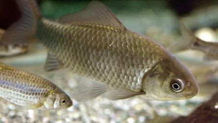 Karasie mogą pomóc w walce z mikroplastikiem. Naukowcy badają ich wpływ na niebezpieczne drobinki