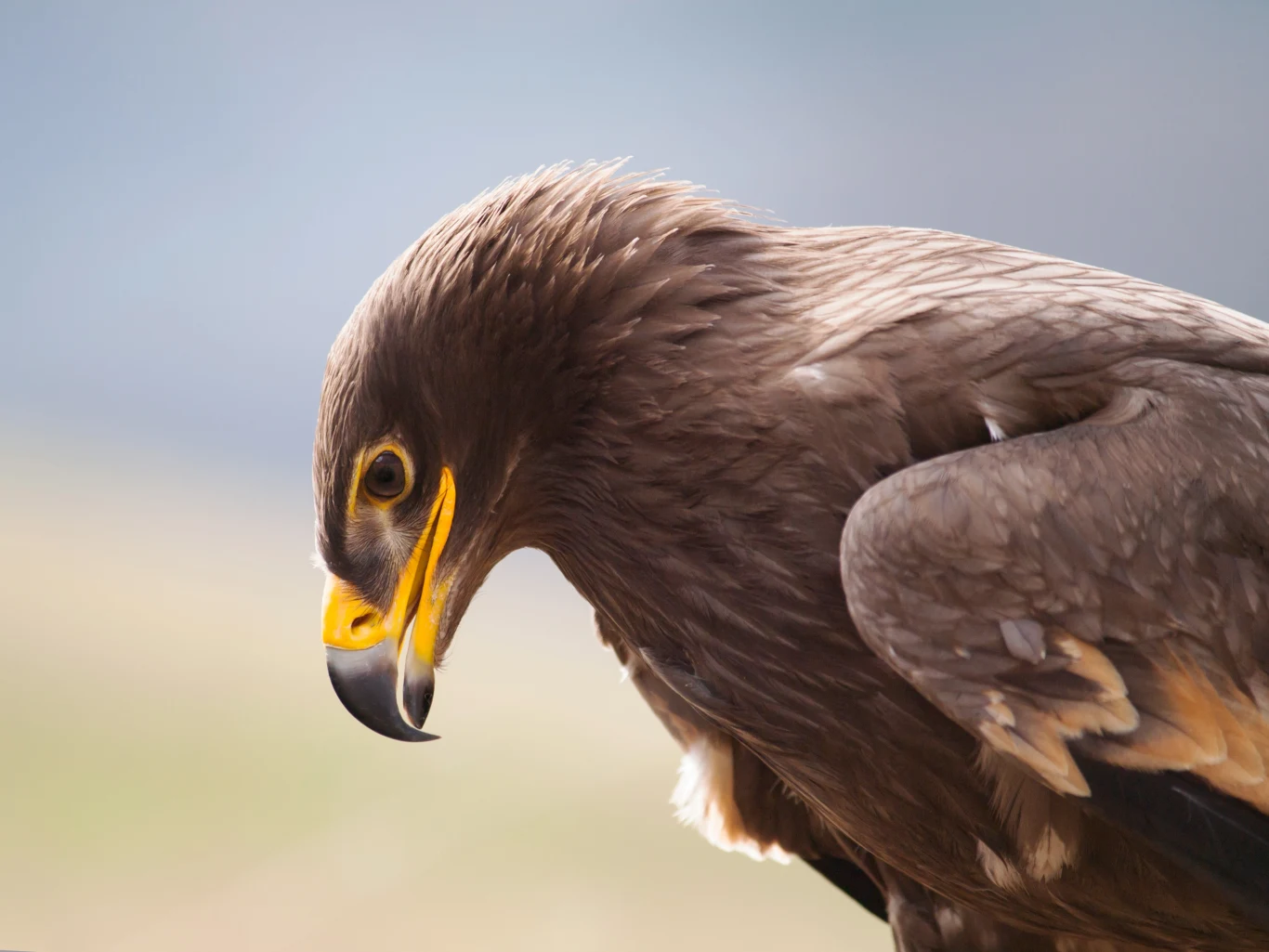 Orzeł stepowy to ptak duży, chociaż nie tak duży jak orzeł przedni