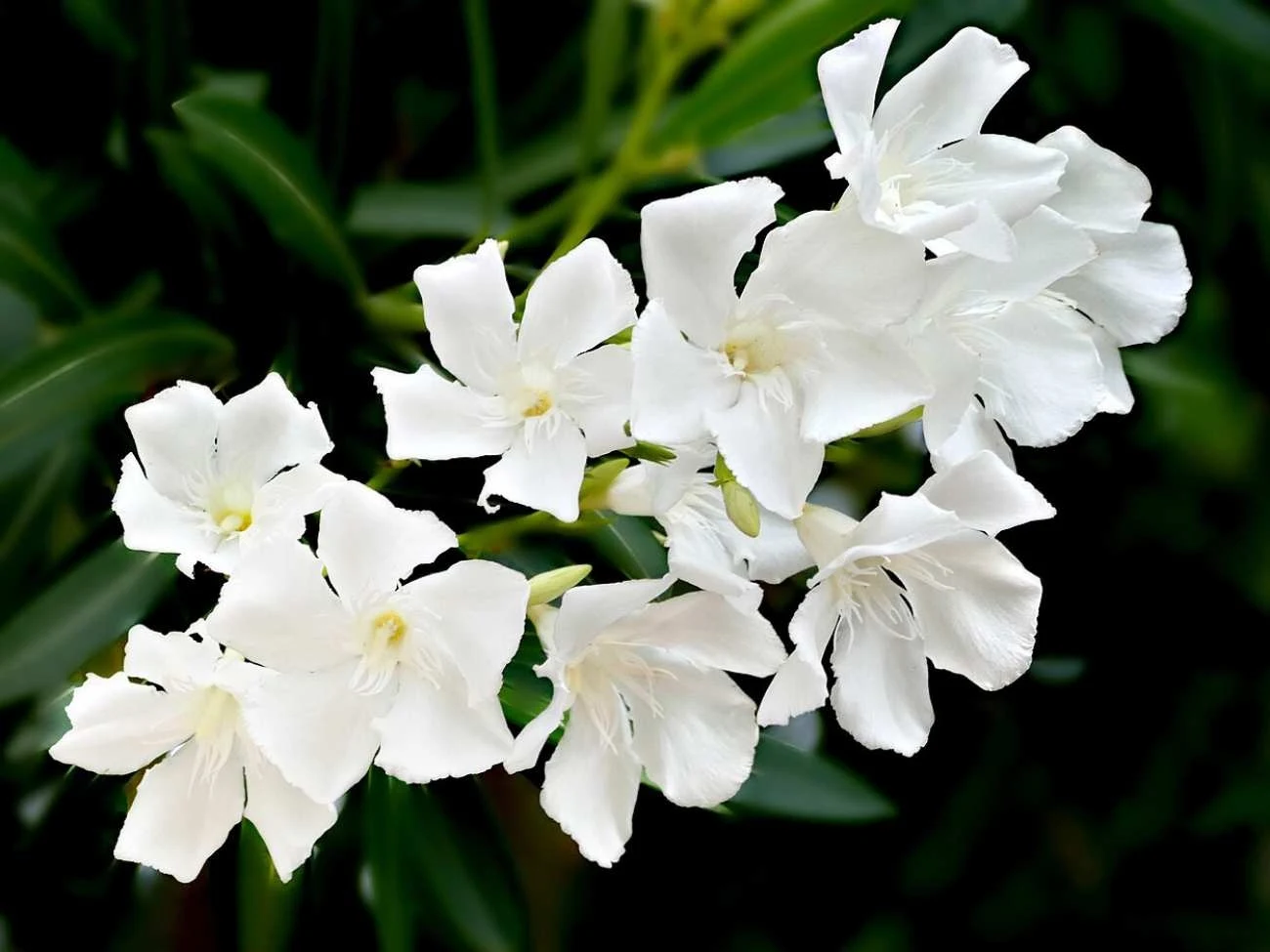 Biały oleander
