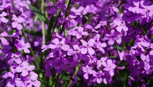 Ta roślina zaleje ogród pachnącymi kwiatami. Nie będziesz chcieć z niego wychodzić