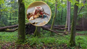 Owad zaatakował. Lasy zamknięte aż do czerwca. W Niemczech przyniósł klęskę