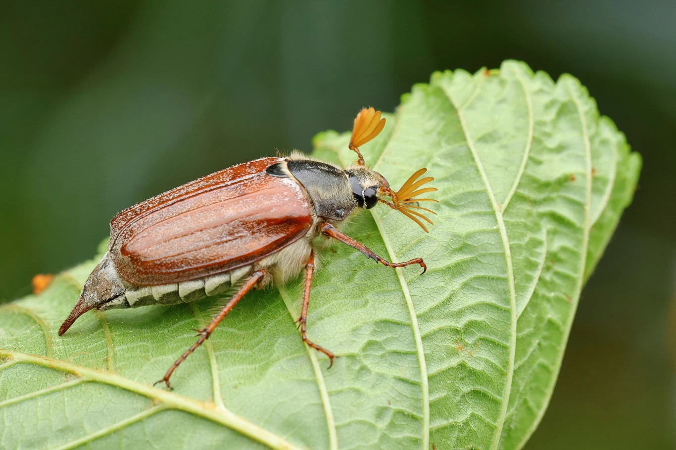 Chrabąszcz majowy siedzący na zielonym liściu z wyraźnymi detalami czułków i pancerza.