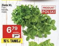 Zioła doniczkowe Polski