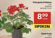 Pelargonia