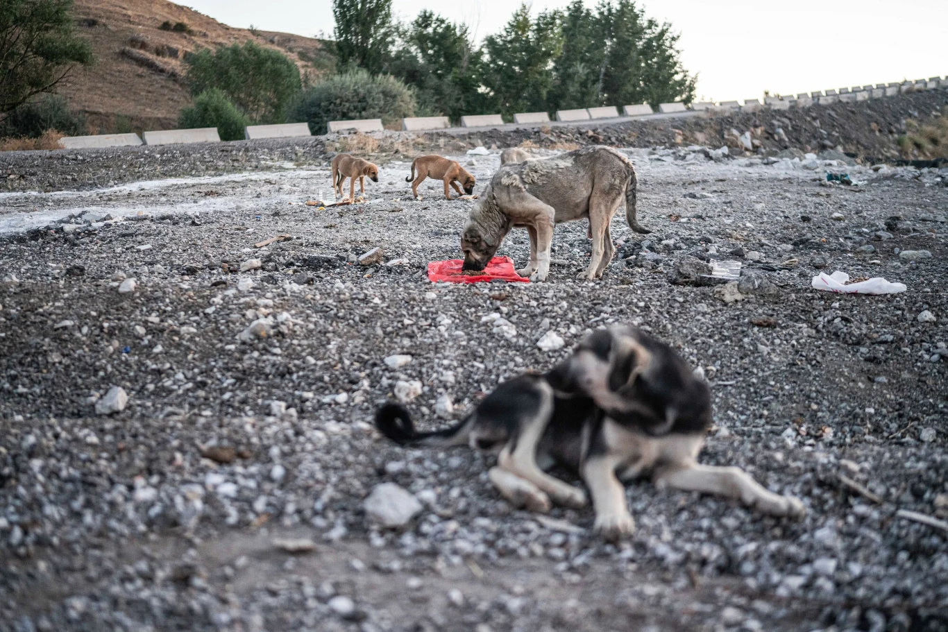 Kilka psów w otwartym terenie z kamienistym podłożem, jedno z nich je, inne leży na ziemi. W tle widoczna jest droga oraz kilka drzew.