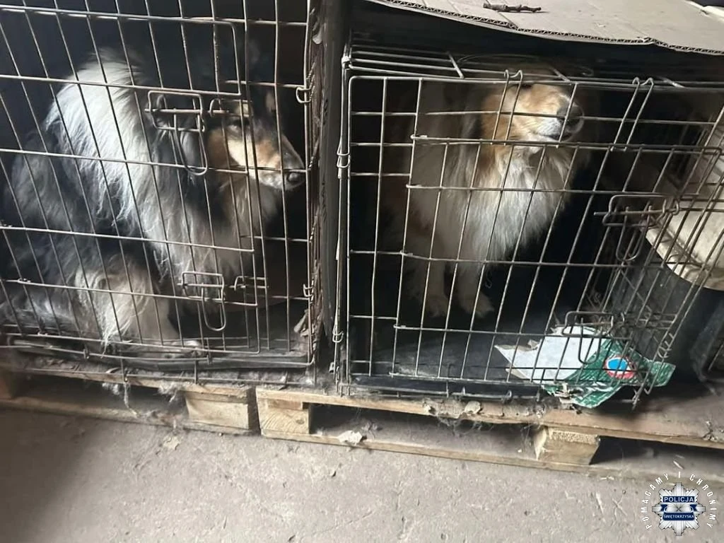 Dwa długowłose psy owczarki przebywają w ciasnych klatkach ustawionych na drewnianych paletach. Mają smutne wyrazy twarzy, a ich sierść wydaje się zaniedbana. Klatki są ustawione w ciemnym, zamkniętym pomieszczeniu.