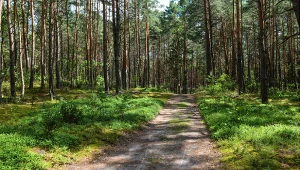 Najdroższe warzywo świata rośnie w Polsce. Można je spotkać w lesie