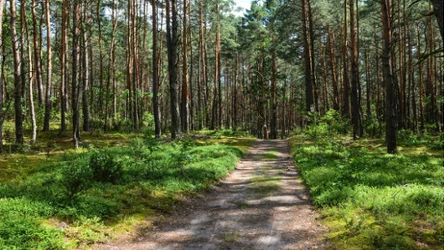 Jak wyglądają pędy dzikiego chmielu? 