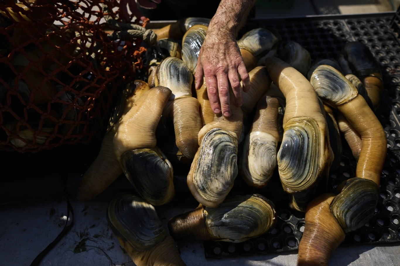 Panopea generosa to prawdziwy wielkolud wśród małży Muszle geoducków ułożone na powierzchni, wokół których znajduje się ręka osoby, co sugeruje proces sortowania lub selekcji małży. Światło subtelnie oświetla fakturę muszli, podkreślając ich unikalne kształty i kolorystykę.