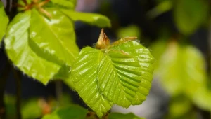 Liście młodego buka