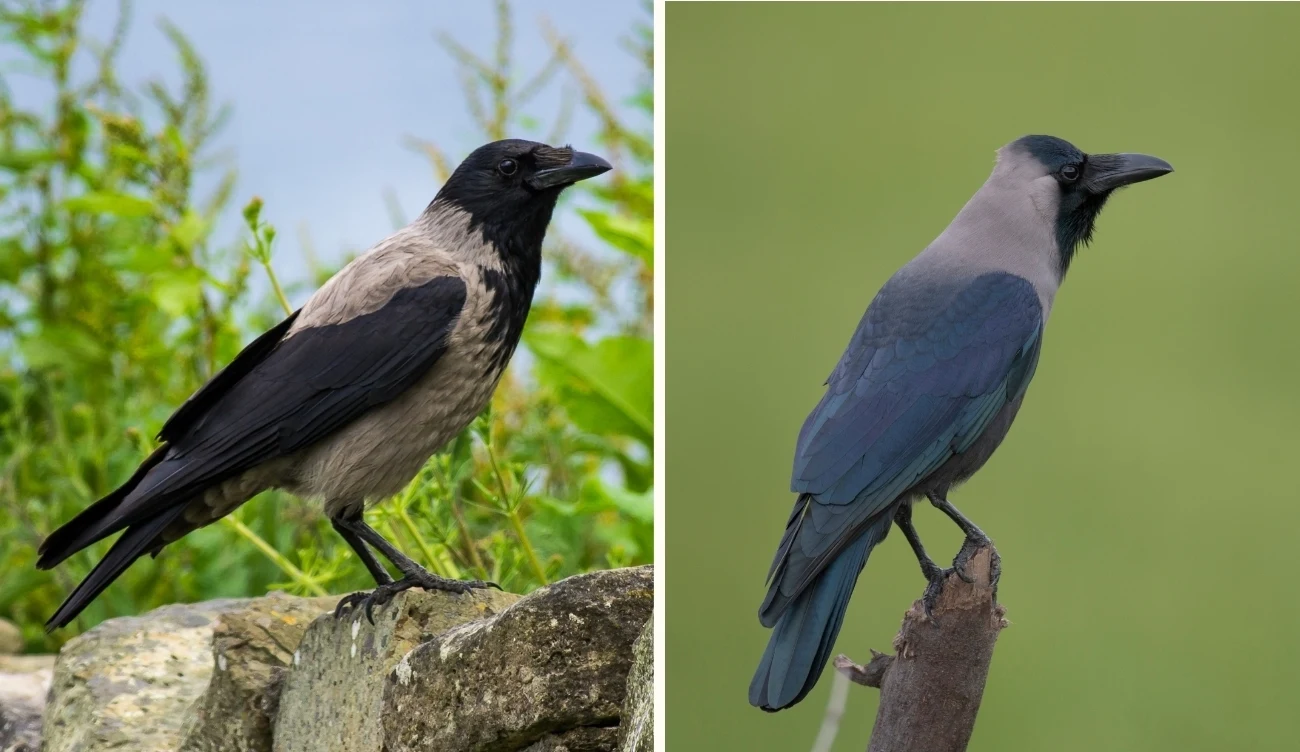 Porównanie rodzimej wrony siwej łac. Corvus cornix (po lewej) z inwazyjną wroną orientalną łac. Corvus splendens (po prawej)