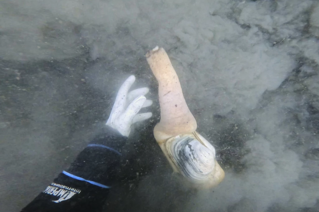 Syfon tego małża robi wrażenie Ręka w rękawicy zbliża się do dużej muszli geoducka w wodzie o zamulonym dnie. Muszla jest jasna z ciemniejszymi pasami, a jej mięso wystaje wyraźnie ponad muszlę.