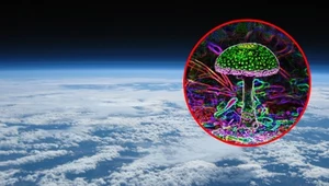 Odkryli zarodniki grzybów w stratosferze. Mogły przybyć z kosmosu?