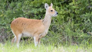 To zwierzę na pierwszy rzut oka przypomina sarnę. Wyjątkowy osobnik